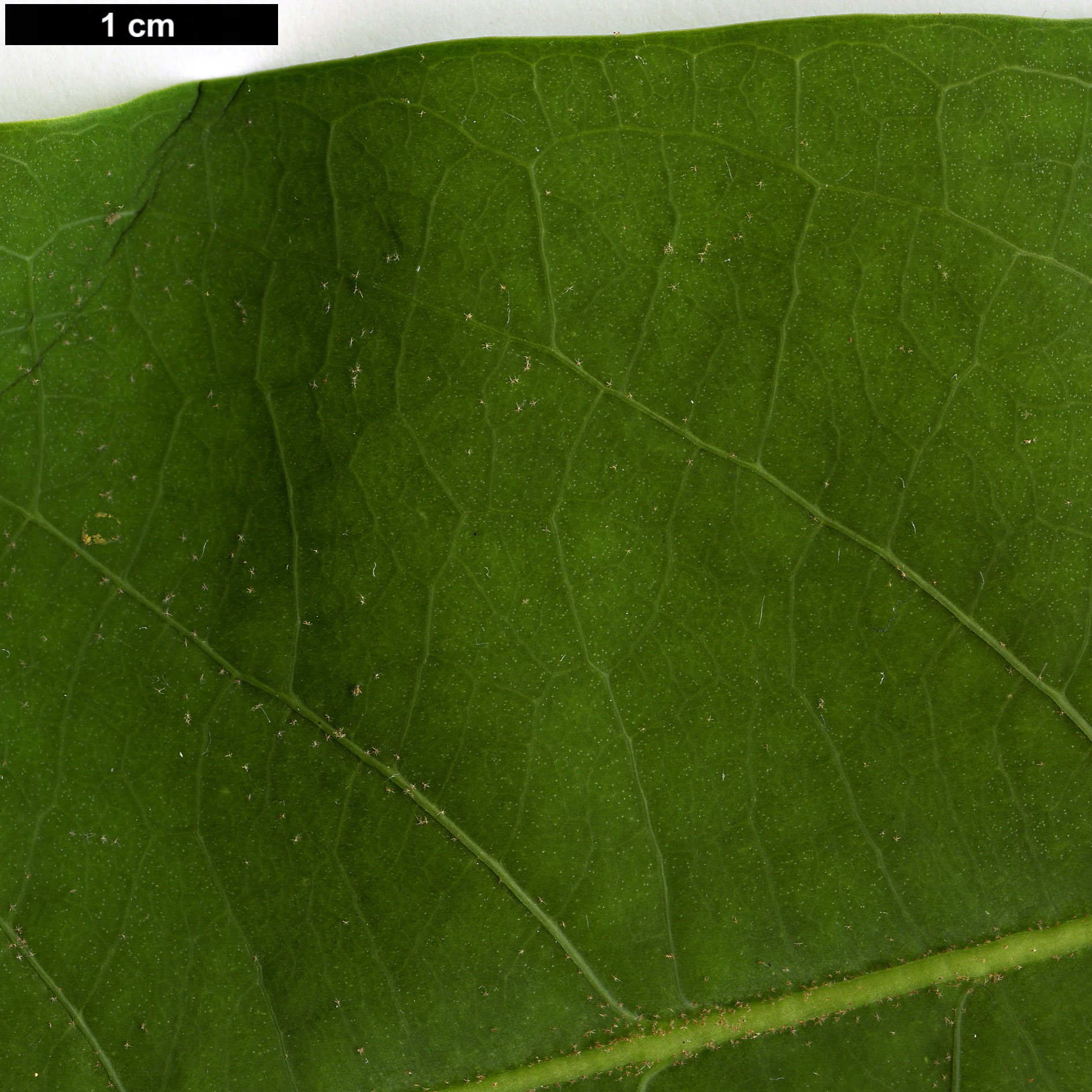 High resolution image: Family: Araliaceae - Genus: Schefflera - Taxon: hoi